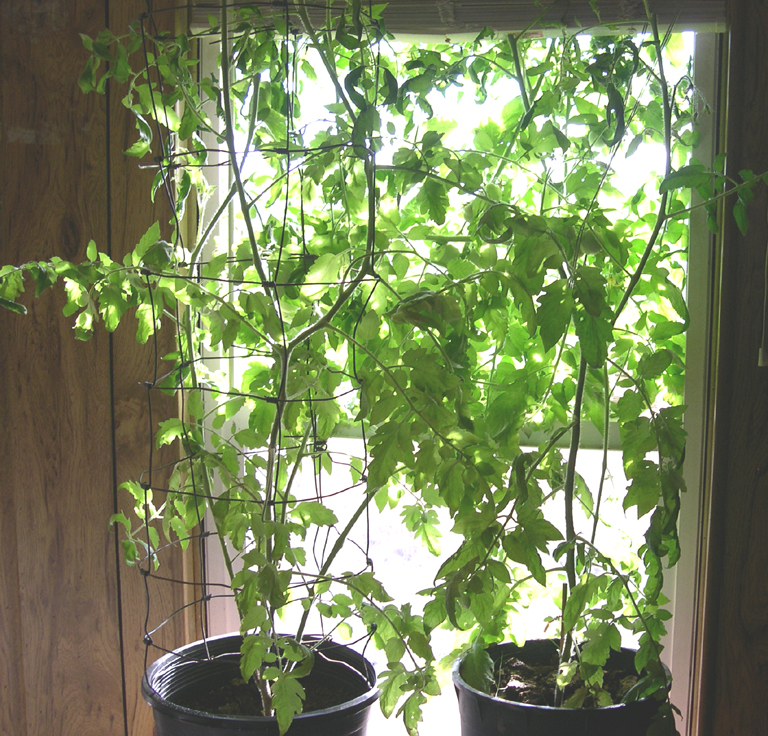 Natural Bug And Worm Repellents For Tomato Plants Surviving The